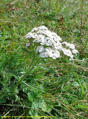 Fleurs de montagne des Alpes — Randos-MontBlanc