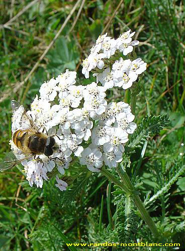 Fleurs de montagne des Alpes — Randos-MontBlanc