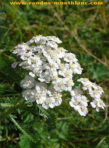 Fleurs de montagne des Alpes — Randos-MontBlanc