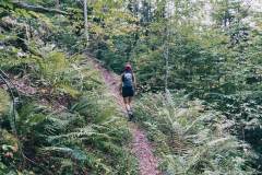 Montée dans la forêt (13 septembre 2020).