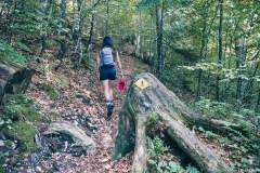 Montée dans la forêt (13 septembre 2020).