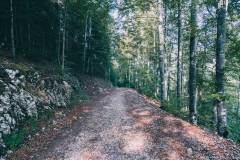 Sentier dans la forêt ramenant à Ste-Croix (13 septembre 2020).