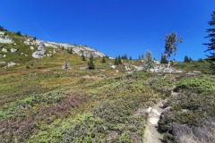 Le sentier serpente entre les buissons (21 septembre 2019)