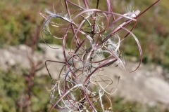 Fleur de montagne (21 septembre 2019)