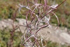 Fleur de montagne (21 septembre 2019)