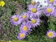 Aster des Alpes