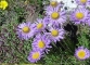 Aster des Alpes