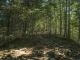 Le sentier commence sa progression dans la forêt (15 septembre 2019)