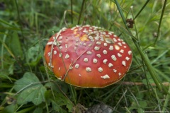 Champignon très coloré (15 septembre 2019)