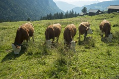 Vaches non loin d'Habkern (15 septembre 2019)