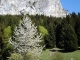 Sentier au bas des Mémises (1er mai 2006)