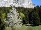 Sentier au bas des Mémises (1er mai 2006)