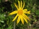 Fleur