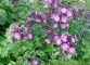 Superbes fleurs à Aujon (11 septembre 2004)