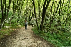 Montée dans la forêt (2 septembre 2018)