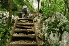 Petit escalier en bois dans la forêt (2 septembre 2018)