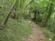 Sentier dans la forêt