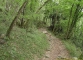 Sentier dans la forêt