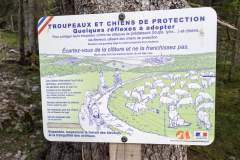 Réflexes à adopter lorsque l'on rencontre un troupeau (12 août 2023)