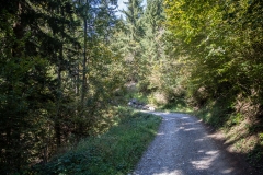 Montée dans la forêt (28 septembre 2017)