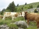 Vaches aux Chalets du Criou