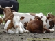 Vaches au Col de la Golèse