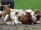 Vaches au Col de la Golèse