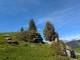Arbres remarquables (29 mai 2025)