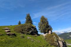 Arbres remarquables (29 mai 2025)