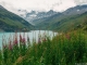 Lac de Moiry et épilobes (28 juillet 2018)