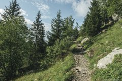 Le sentier rejoignant le Collet d'Anterne est assez bucolique (17 août 2019)