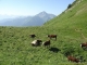 Vaches au Pas de la Bosse