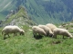 Moutons au sommet