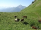 Vaches au Pas de la Bosse