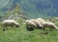 Moutons au sommet