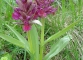 L'Orchis sureau (5 juin 2006)