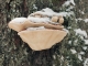 Champignon sur un tronc d'arbre (5 mai 2019)