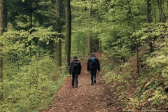 Le sentier progresse tranquillement dans la forêt (5 mai 2019)