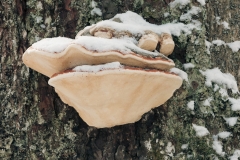 Champignon sur un tronc d'arbre (5 mai 2019)