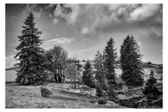 Sapins au bord de la falaise (5 mai 2019)