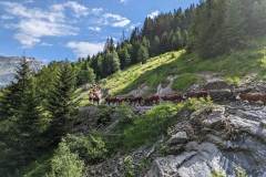 La transhumance (8 juillet 2023)