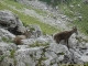 Famille de bouquetins (1er mai 2006)