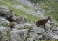 Famille de bouquetins (1er mai 2006)