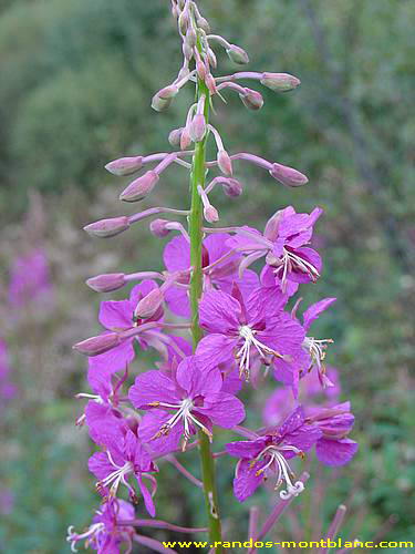 Fleurs de montagne des Alpes — Randos-MontBlanc