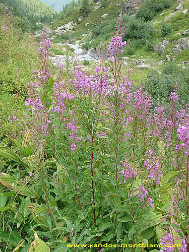 Fleurs de montagne des Alpes — Randos-MontBlanc