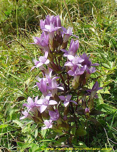 Fleurs de montagne des Alpes — Randos-MontBlanc