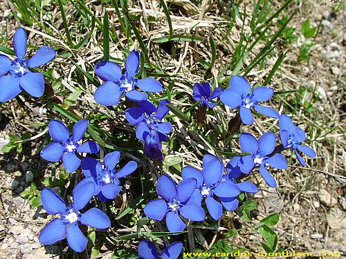 Fleurs de montagne des Alpes — Randos-MontBlanc