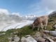 Vache devant le Glacier d'Aletsch (26 aout 2018)