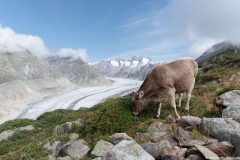 Vache devant le Glacier d'Aletsch (26 aout 2018)