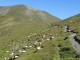 Moutons au Grand Col Ferret